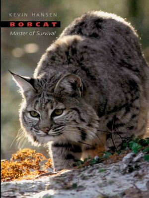 cover image of Bobcat